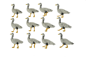 bar_headed_goose_walking_animation_frames_elephant_room_studio