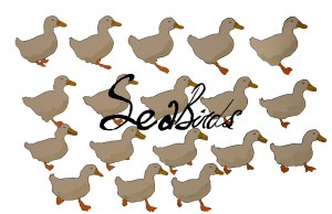 call_ducks-sea-birds-animation-elephant-room-studio