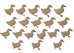 call_ducks-sequence-around-animation-sea-birds-elephant-room-studio