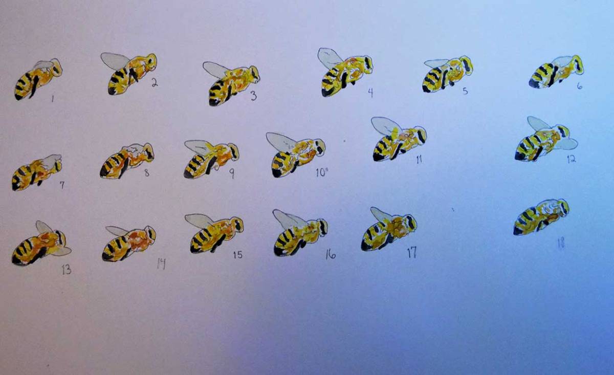 honey bee animation