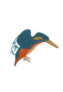 Kingfisher-Sea-birds-animation-elephant-room-studio