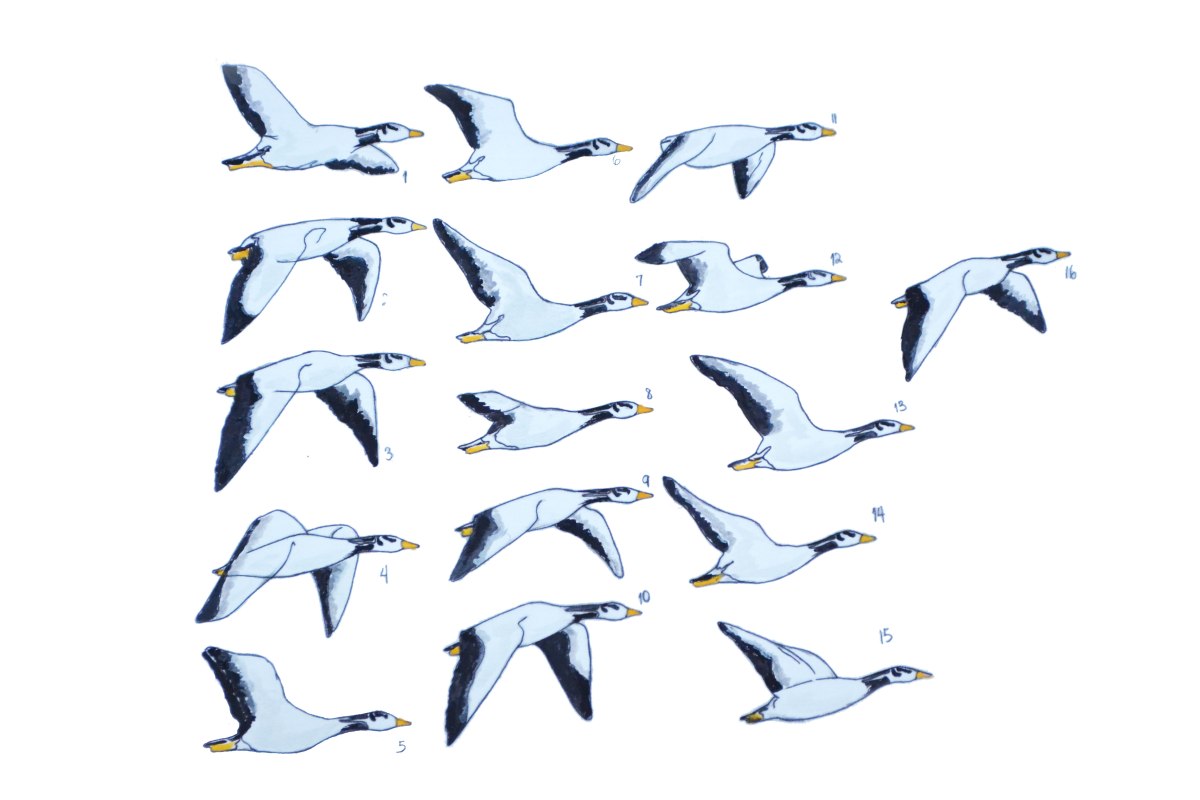 bar headed goose-watercolor